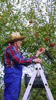 Harvesting fruit in autumn. Farmer collecting ripe apples into a box while standing on a ladder in the orchard. Worker picks up organic fruits from the tree.. Vertical video