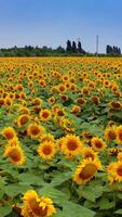 Long rows of nice yellow sunflower in the field under the blue sky at clear summer day. Aerial view, slow motion forward. Vertical video