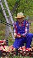 Fresh fruits in drawers in autumn time. Farmer sorting ripe apples in the garden. Harvesting delicious apples. Boxes with juicy fruit outdoors.. Vertical video