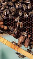 Frame with busy bees. Honey insects working on honeycomb. Many bees crawling on a frame making fresh honey. Close-up.. Vertical video