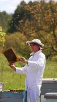 Apiarist examining bees on green nature background. Beekeeper in white protective suit holding honey frame with bees on the apiary. Apiculture process.. Vertical video