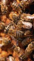 Striped bees working on frame. Beautiful honey insects fluttering wings while packing fresh honey. Macro shot.. Vertical video