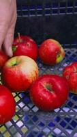 Ripe apples in plastic box. Gardener putting fresh apples into a drawer. Harvesting delicious fruit in autumn. Close-up.. Vertical video