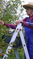 Old farmer picking apples in the garden. Farmer in blue overalls and hat taking off ripe apples from branch in autumn time. Side view.. Vertical video