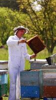 Apiarist working on a bee farm among nature. Many bees flying near wooden beehives. Professional beekeeper in protective suit looks after bees on apiary.. Vertical video