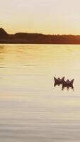 six origami in the form of boats sail by the lake at sunset in the evening. Paper boats are drifting with the flow of water far away. Vertical video