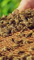 Close up view of the working bees on honey cells. Working bees on honeycomb. Slow motion. Vertical video
