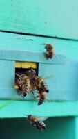 Honey bees swarming and flying around their beehive. Life of worker bees. Slow motion. video
