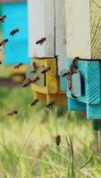 Bees flying in and out of a hive. Swarm of bees at the entrance of beehive. Slow motion. Vertical video