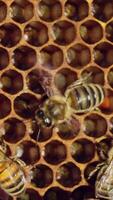 Bees convert nectar into honey and cover it in honeycombs. Apiary concept. Slow motion. Vertical video