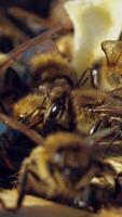 bees walk between wooden frames in a hive in a warm weather in the summer in the garden. Close-up. Slow motion. Vertical video