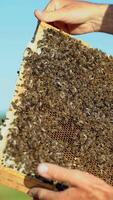 hand of man neatly holds a wooden frame with honeycomb on the background of the yard video