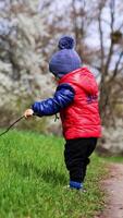Baby boy waving a wattle standing in the grass. Little kid drops the stick and goes to get it. Sunny spring day backdrop. Vertical video