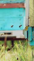 Bees bring honey to their beehives in warm weather all day. Bees sits at beehive. Slow motion. Vertical video