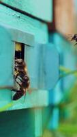 Honey bees swarming and flying around their beehive. Bees convert nectar into honey and cover it in honeycombs. Slow motion. Vertical video