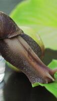 a brown snail crawls from a glass jar to the leaves of plant in the room which are located on the table. Vertical video