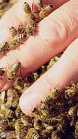 Slow motion. Beekeeper examines bees in honeycombs. Hands of the beekeeper. Bee is close-up.. Vertical video