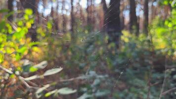 teia de aranha balançando dentro vento às floresta com luz solar às fundo. aranha constrói uma teia de aranha às bosque. lindo natureza cena em verão parque às pôr do sol. conceito do animais selvagens. lento movimento video