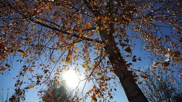 View to tree top of birch with yellow maple leaves at sunny autumn day. Branches with lush foliage gently swaying in wind with sunlight at background. Beautiful colorful fall season. Low view video