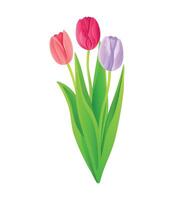 Bouquet of pink, fuchsia and lilac tulips isolated on a white background. vector