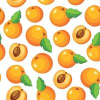 Seamless pattern with apricots isolated on white background. Whole and half apricots in cartoon style. vector