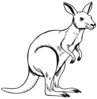 Kangaroo Standing in Profile Drawing vector