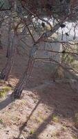Walking with action camera on footpath in pine tree forest on Mediterranean coastline, first person view, video