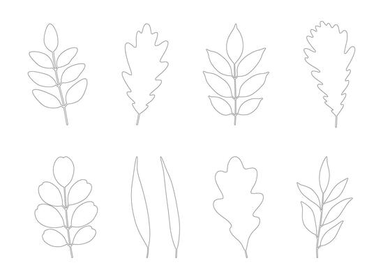 Set of autumn leaves oak, acacia, ash, and willow. Black silhouettes in line art style on a white background. Fall, spring, or summer collection foliage.