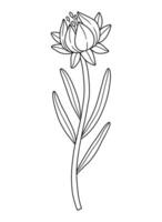 Wildflower bud with anthers, line art style. Blooming wild plant coreopsis, meadow flower, contour. Botanical elements for design projects, ink outline vector