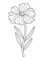 Wildflower in line art style. Detailed floral blooming wild plant coreopsis, meadow flower, black color, ink outline. Botanical element for design projects, coloring book vector