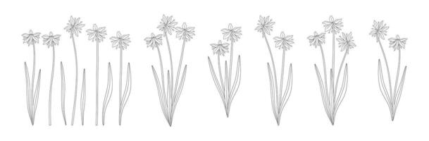Set of snowdrop bouquets. Bunches of blooming wildflowers, perennial wild plants. Line art, minimal style, contour. Botanical hand drawn elements for design projects vector
