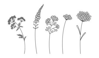 Set of wildflower cluster inflorescences in black line art style, on white background. Hand drawn flowers and leaves. Wild plants for design projects vector