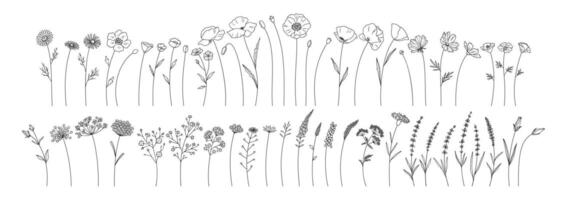 Wildflowers set, line style hand drawn flowers. Meadow herbs, wild plants, botanical elements for design projects. vector