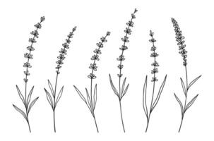 Set of lavender wildflowers in black line art on white background. Hand-drawn flowers, and leaves. Wild plants and botanical elements for design projects vector