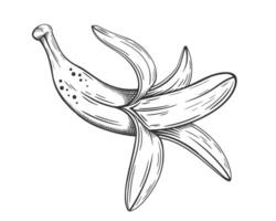 Hand drawn bananas sketch line isolated on white background vector