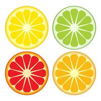 Set, orange, lemon, lime and grapefruit. Fruit in section. vector