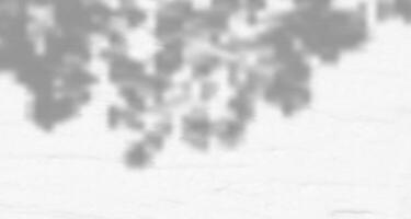 A black and white photo of a tree with its shadow vector
