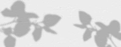 Shadow of leaves on a wall vector