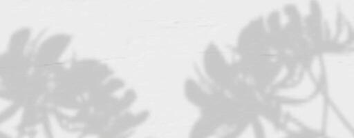 The shadows of plants on a wall vector