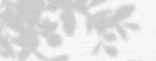 A white wall with a tree shadow vector