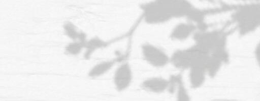 A white wall with a plant shadow vector