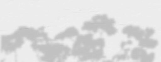 Shadow of a tree on a wall vector