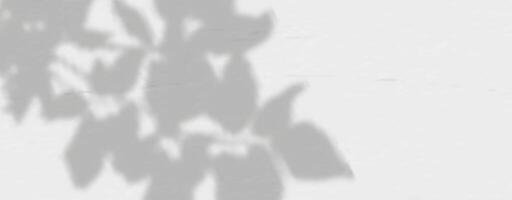 A shadow of a tree on a wall vector