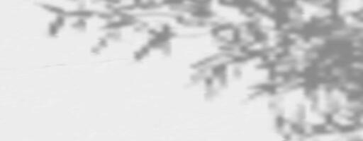 A black and white photo of a tree with its shadow vector