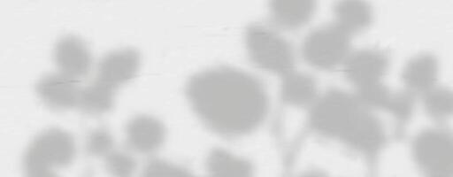 A shadow of a plant on a wall vector