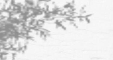 A black and white photo of a tree with a shadow vector