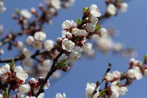 A branch of a flowering tree against the background of the sky. Nature photo