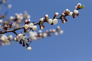A branch of a flowering tree against the background of the sky. Springtime photo