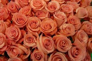 Colorful flower background of fresh roses photo
