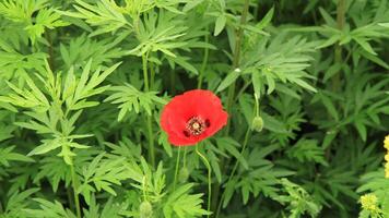 The bright red poppy stands out like a fiery spot against the dense greenery. photo